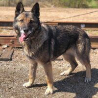 Satyra: Weibchen • geb.ca. 2015-2017 • 60cm