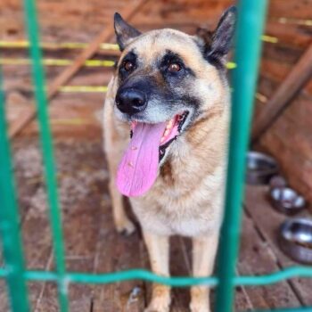 Dingo: Rüde • geb.ca. 2016-2018 • 60cm