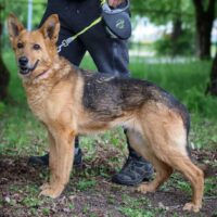 Niva: Weibchen • geb.ca. 2017-2019 • 56cm • 22kg