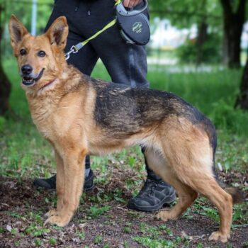 Niva: Weibchen • geb.ca. 2017-2019 • 56cm • 22kg