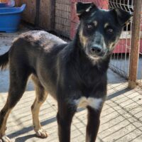 ALISHA (geb. 01/2025)