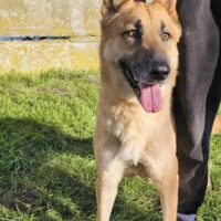 CONNY - Zuhause oder Pflegestelle gesucht