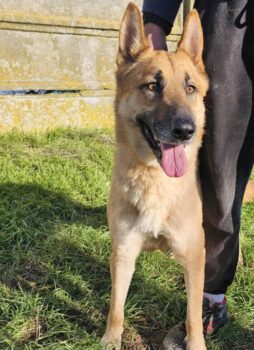 CONNY - Zuhause oder Pflegestelle gesucht