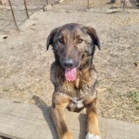 Menschenbezogener, verschmuster Ares, 6,5 J., kastriert