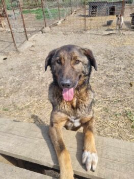 Menschenbezogener, verschmuster Ares, 6,5 J., kastriert