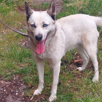 Sky: Weibchen • geb.ca. 2022-2024 • ca. 55cm