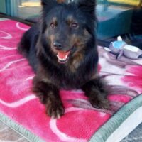 Drama: Weibchen • geb.ca. 2016-2018 • 40cm