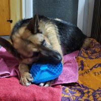 Ich bin bei meiner Pflegefamilie in der Nähe von Aachen! Ich bin lieb, anhänglich und suche DICH !!!