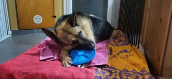 Ich bin bei meiner Pflegefamilie in der Nähe von Aachen! Ich bin lieb, anhänglich und suche DICH !!!