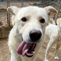 ALBUS - er möchte so gerne gefallen