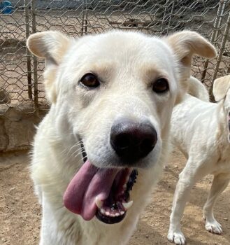 ALBUS - er möchte so gerne gefallen