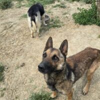 Malinois Rüde Ando sucht seinen Menschen, 5,5 J.,kastriert