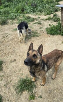 Malinois Rüde Ando sucht seinen Menschen, 5,5 J.,kastriert