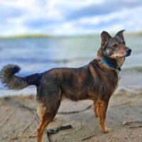 Schakira: Weibchen • geb.ca. 2013-2015 • 45cm