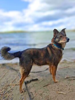 Schakira: Weibchen • geb.ca. 2013-2015 • 45cm