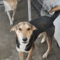 Traumhund Dobby, menschenbezogen, verträglich, kastriert, 19.05.2017 geboren