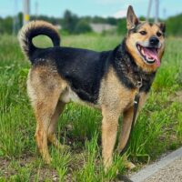 Meris: Rüde • geb.ca. 2017-2019 • 50cm