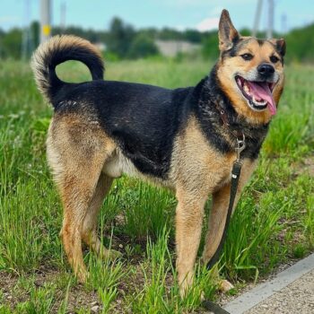 Meris: Rüde • geb.ca. 2017-2019 • 50cm