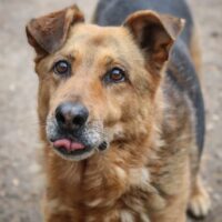 Bilbo: Rüde • geb.ca. 2015-2017 • 65cm • 28kg