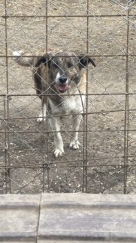 Ruhiger Ben, 6 Jahre, kastriert, verträglich