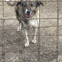 Ruhiger Ben, 6 Jahre, kastriert, verträglich