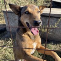 Senior Rüde Lou, ruhig, lieb, am Leben interessiert, verträglich, kastriert