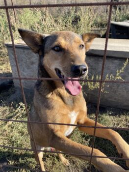 Senior Rüde Lou, ruhig, lieb, am Leben interessiert, verträglich, kastriert