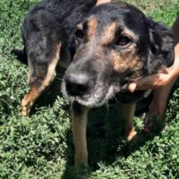 NESA wartet auf Familienanschluss!