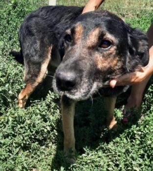 NESA wartet auf Familienanschluss!