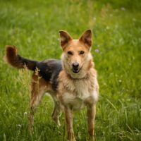 Karis: Rüde • geb.ca. 2019-2021 • 55cm