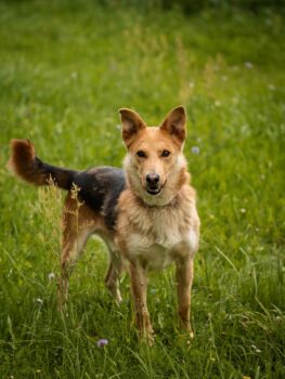 Karis: Rüde • geb.ca. 2019-2021 • 55cm