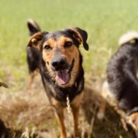 Mara: Weibchen • geb.ca. 2020-2022 • 47cm