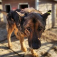 NIELAS seelischer und körperlicher Notfall!! Er wird dort nicht lange überleben!😞