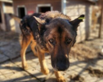 NIELAS seelischer und körperlicher Notfall!! Er wird dort nicht lange überleben!😞