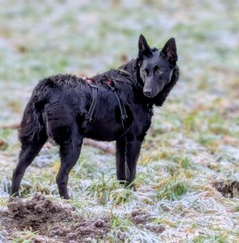 Kuschelige Emma wartet in Essen auf ihre Menschen