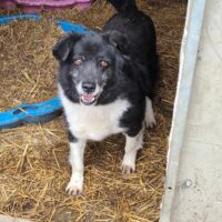 Lieber Rüde Minko, kastriert, 2017 geboren, verträglich