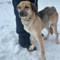 Lebensretter für Abby gesucht