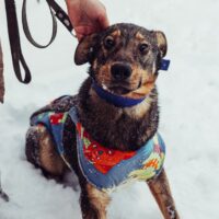 BETTY - ca. 1 Jahr alt