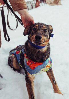 BETTY - ca. 1 Jahr alt