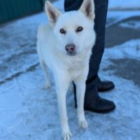 PERSEUS - kam als Junghund in die Tötung und wartet seit nunmehr zwei Jahren auf ein Zuhause