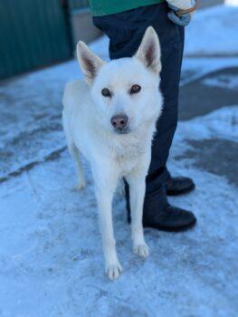 PERSEUS - kam als Junghund in die Tötung und wartet seit nunmehr zwei Jahren auf ein Zuhause