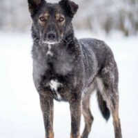 FIBY - lebt in der Tötung und ist akut gefährdet