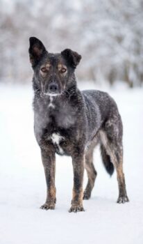 FIBY - lebt in der Tötung und ist akut gefährdet