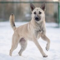KIM - noch kein Jahr alt! Sitzt in der Tötung!