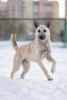 KIM - noch kein Jahr alt! Sitzt in der Tötung!