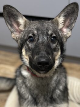 Marley – Sherlock Holmes auf vier Pfoten (12 Monate, Kiew/Ukraine)