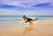 German Shepherd dog running on the beach