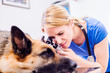 Veterinarian examining German Shepherd dog with sore ear.