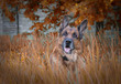  Dog is lying in autumn grass