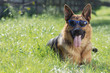German Shepherd dog in sunglasses